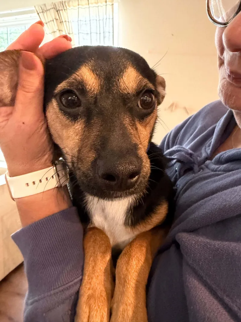 A baby small-sized male Miniature Pinscher dog named Poncho for adoption in Carmel, NY