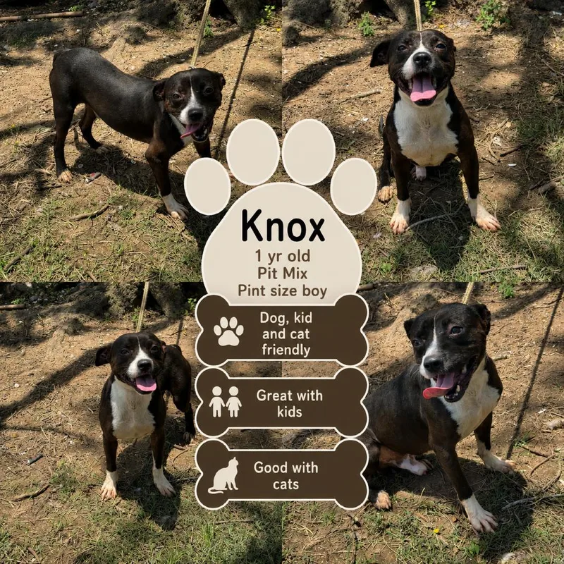 A young medium-sized male Black Pit Bull Terrier dog named KnoxCS for adoption in Anahuac, TX