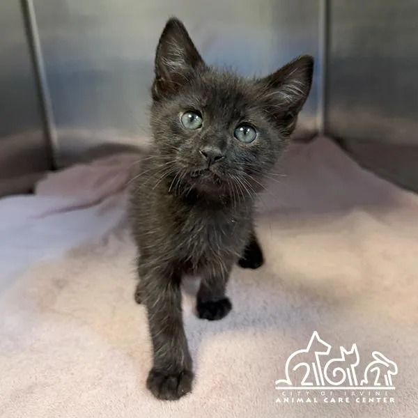 A baby small-sized female Domestic Short Hair cat named Reese for adoption in Irvine, CA