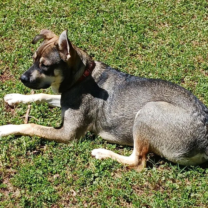 Merryweather thumbnail 3