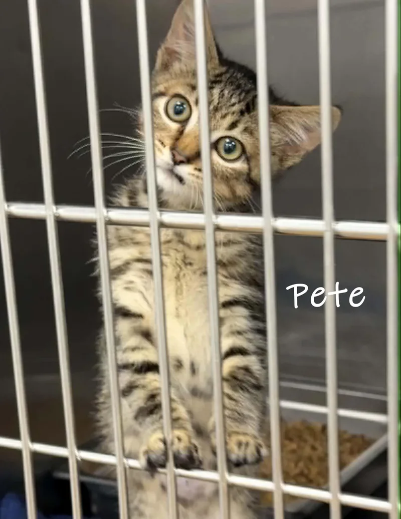 A baby small-sized male Tabby (Gray / Blue / Silver) Domestic Short Hair cat named Pete for adoption in Bishop, GA