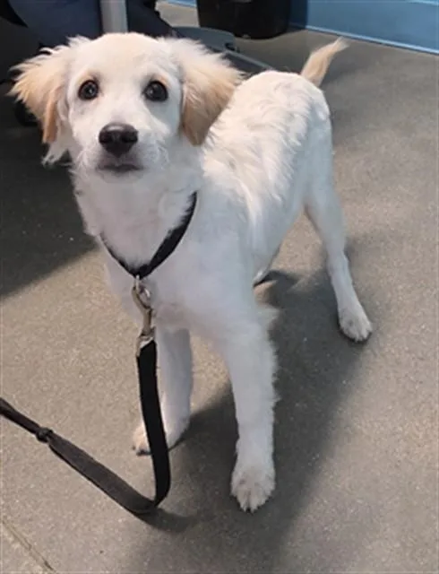 A baby medium-sized male Dachshund dog named A for adoption in Houston, TX