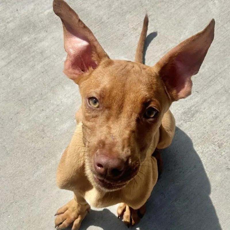 A baby small-sized male Apricot / Beige Terrier dog named Dweevil for adoption in Parrish, AL