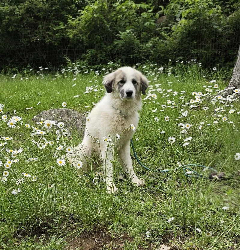 A young large-sized male Great Pyrenees dog named Bear for adoption in Croydon, NH