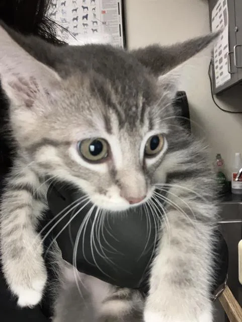 A baby small-sized female Domestic Short Hair cat named Bruschetta for adoption in Long Beach, CA