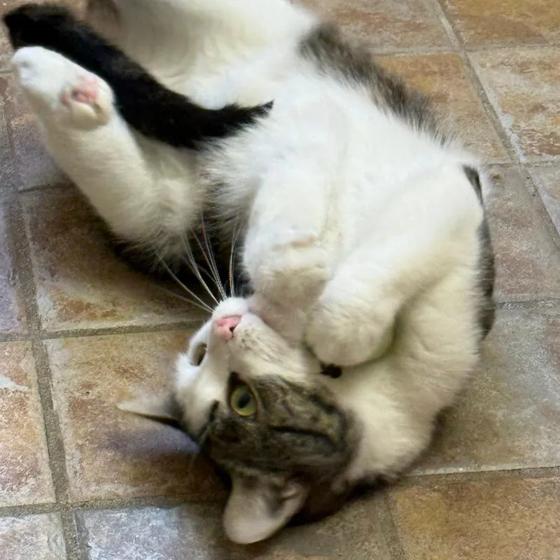 An adult medium-sized female White Domestic Short Hair cat named Lassie for adoption in Pittsburgh, PA