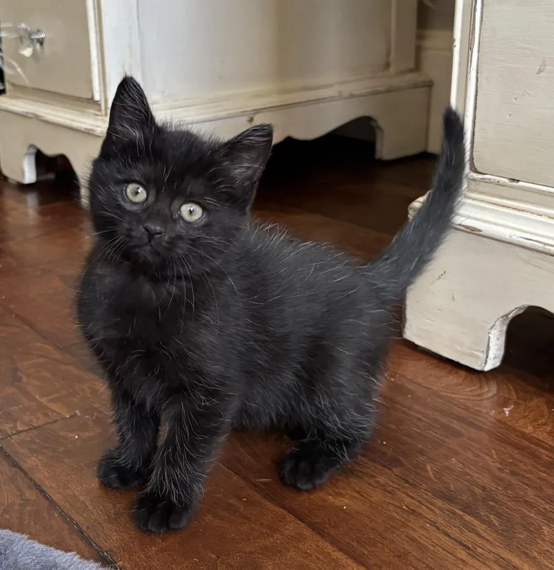 A baby medium-sized female Tabby (Gray / Blue / Silver) Domestic Short Hair cat named Brooks for adoption in Bryan, TX