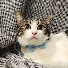 An adult medium-sized male Tabby (Brown / Chocolate) Tabby cat named Reese for adoption in Sacramento, CA