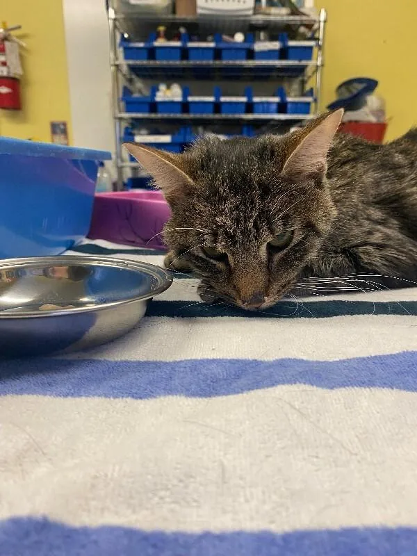 An adult medium-sized male Domestic Short Hair cat named Neo for adoption in Cortland, NY