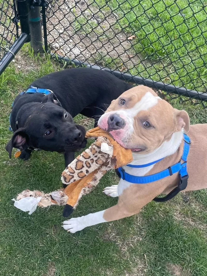 Pepper  Bonded With thumbnail 2