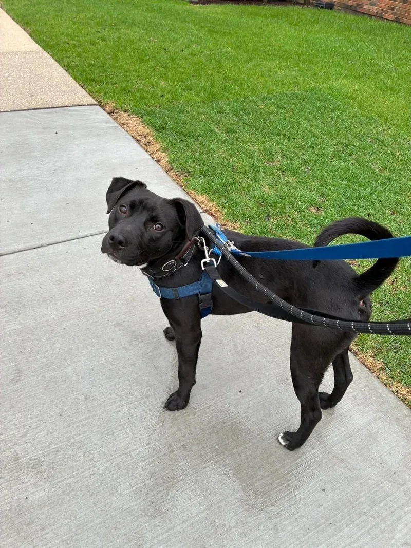 Pepper  Bonded With thumbnail 3