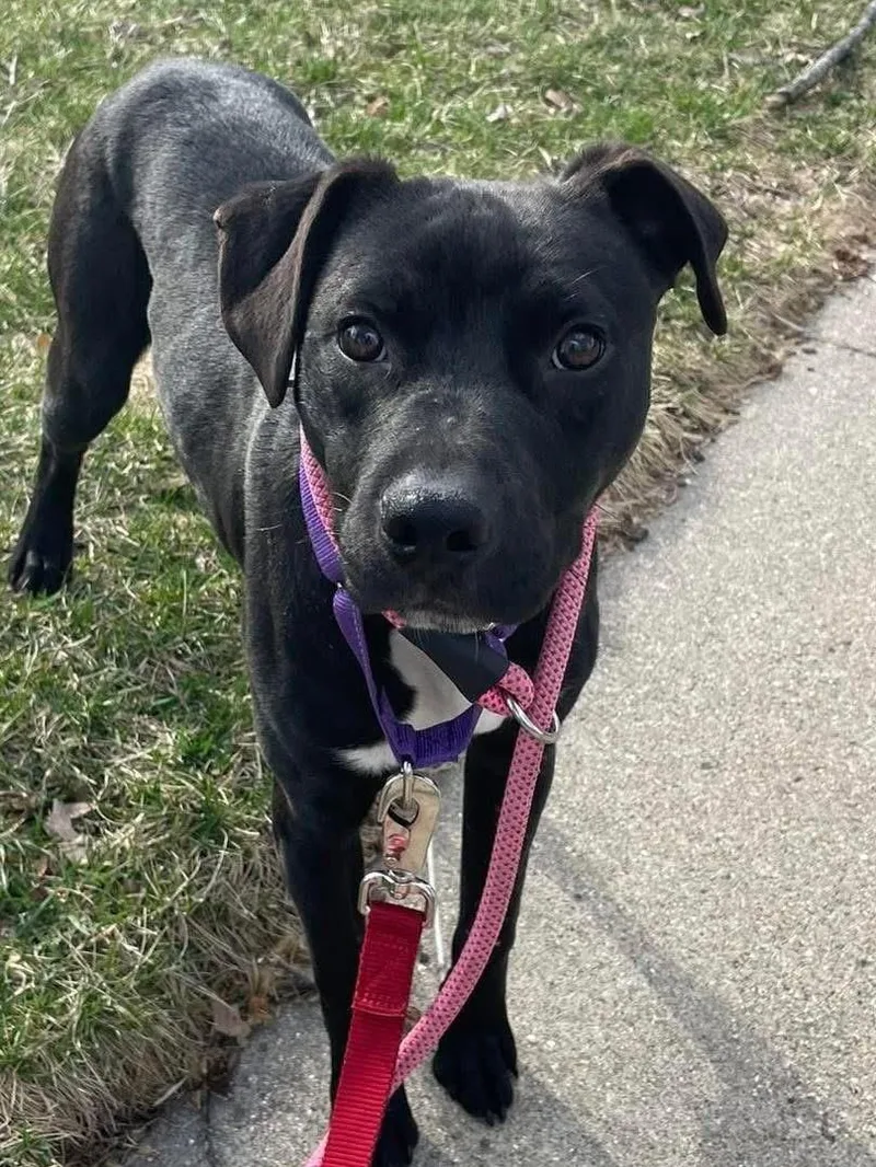 Pepper  Bonded With thumbnail 4