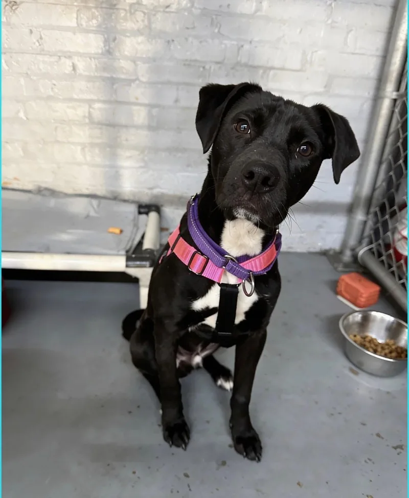 A young medium-sized male Black Mixed Breed dog named Pepper  Bonded With for adoption in Blue Island, IL
