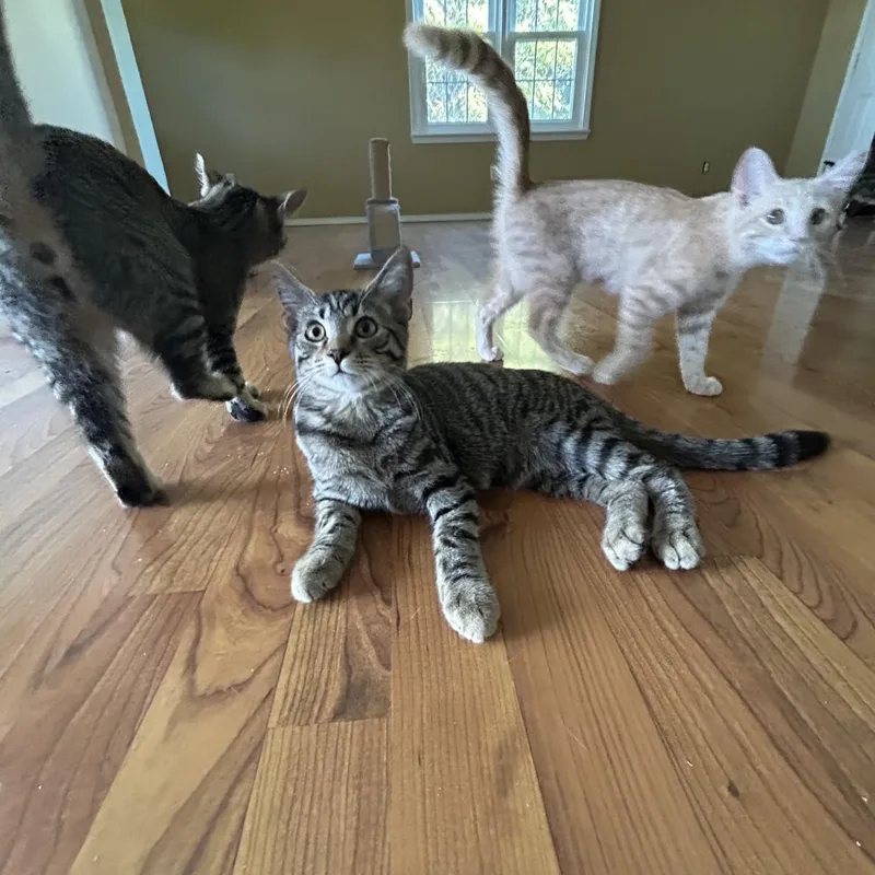 A baby medium-sized female Tabby (Brown / Chocolate) Domestic Short Hair cat named Asiago for adoption in Springdale, AR