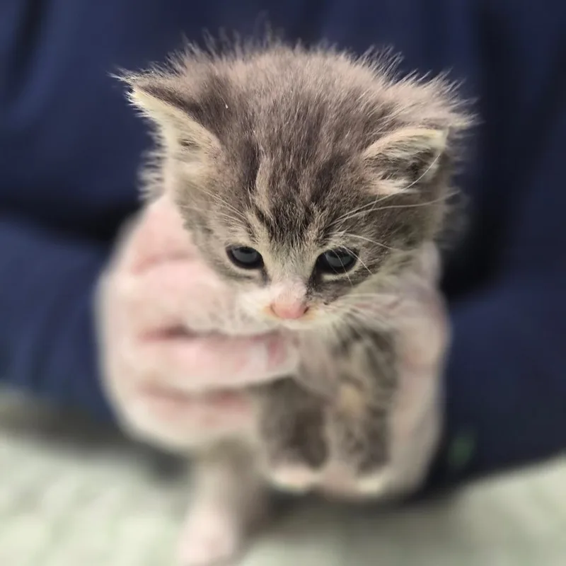 A baby small-sized male Gray / Blue / Silver Domestic Short Hair cat named Eeyore for adoption in Newark, NJ
