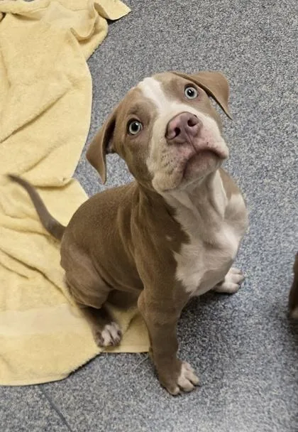 Winston