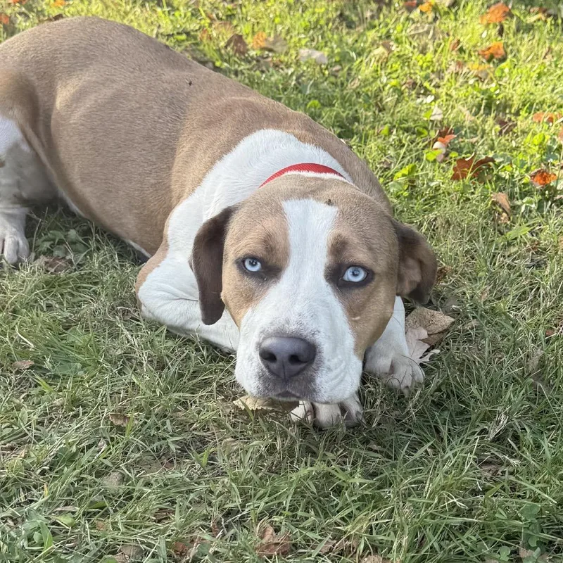 An adult medium-sized female Yellow / Tan / Blond / Fawn Hound dog named Electra for adoption in East Saint Louis, IL