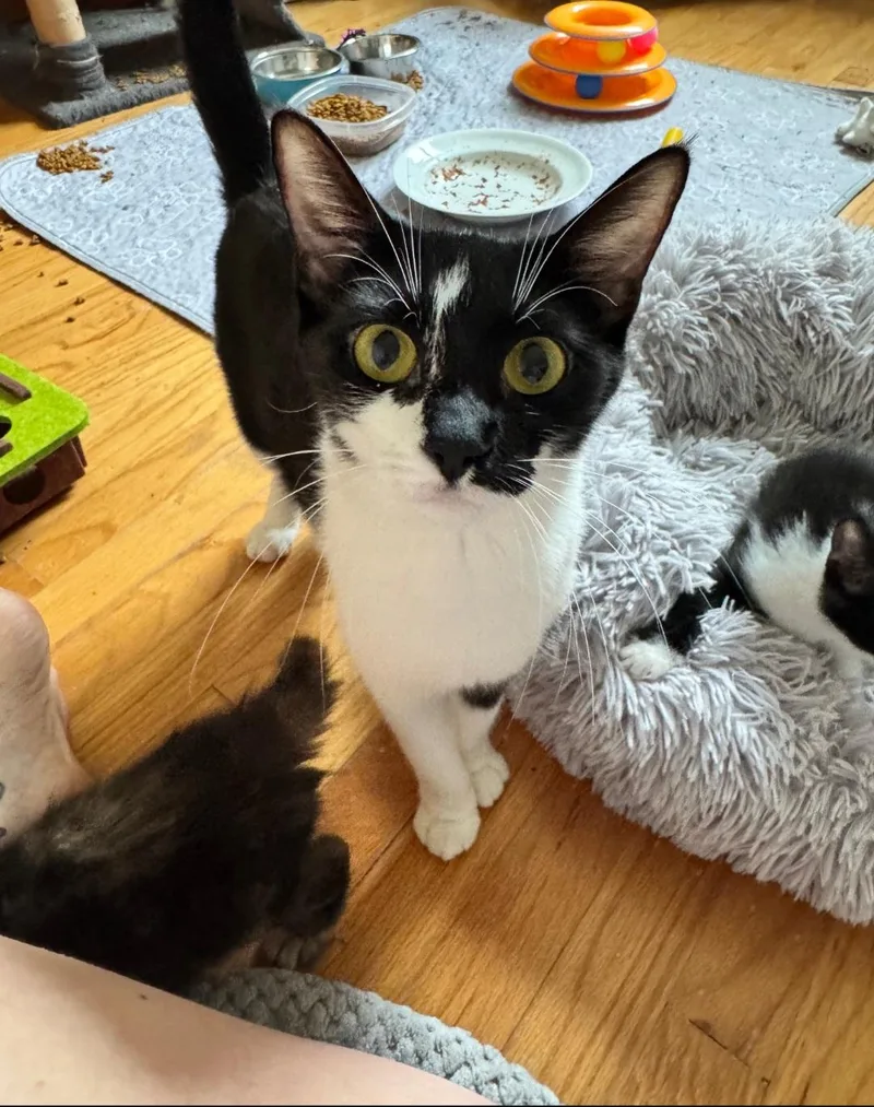 A young medium-sized female Black & White / Tuxedo Domestic Short Hair cat named Molly for adoption in Clayton, NJ