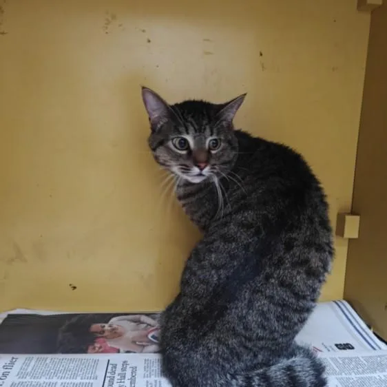 A young large-sized male Domestic Short Hair cat named Simon for adoption in Los Angeles, CA