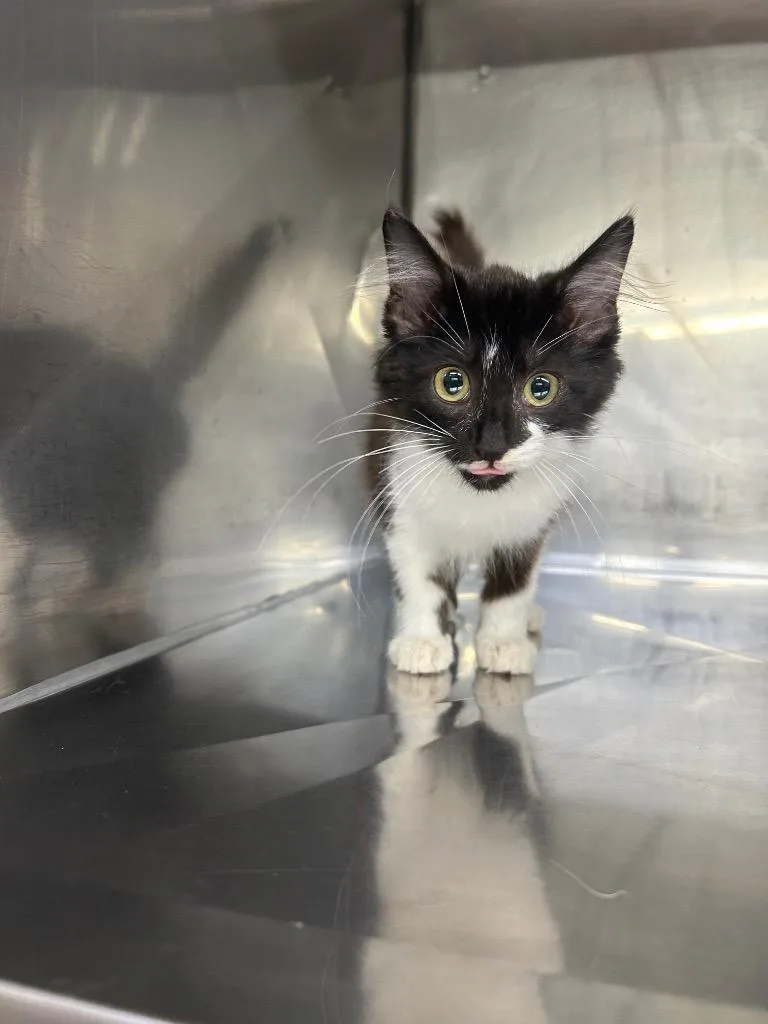 A baby medium-sized female Domestic Medium Hair cat named Zena for adoption in Murray, KY