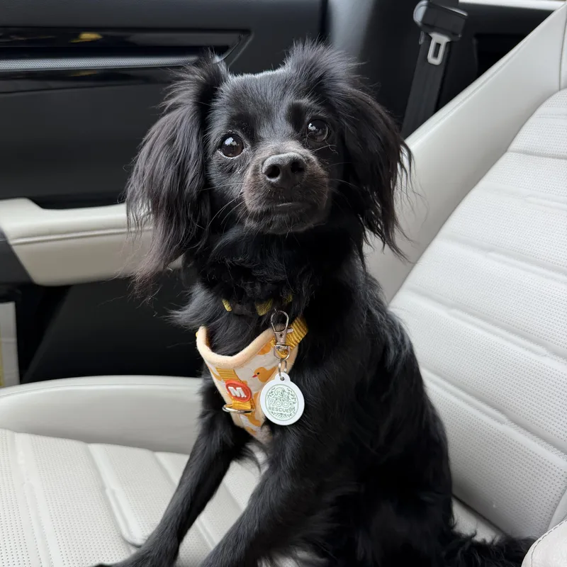 A young small-sized male Black Chihuahua dog named Buster for adoption in Newark, NJ