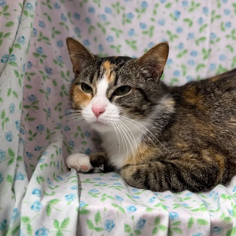 Clementine thumbnail 6