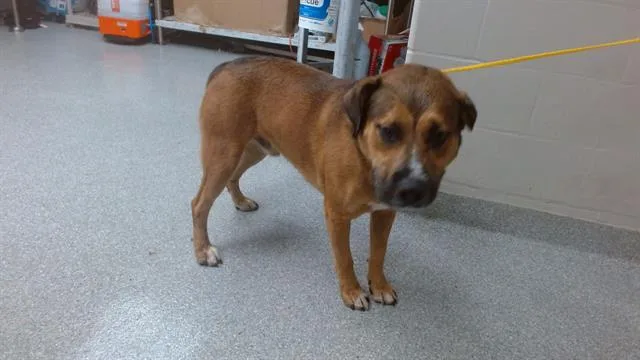 A young large-sized male German Shepherd Dog dog named Benito for adoption in Pasadena, TX
