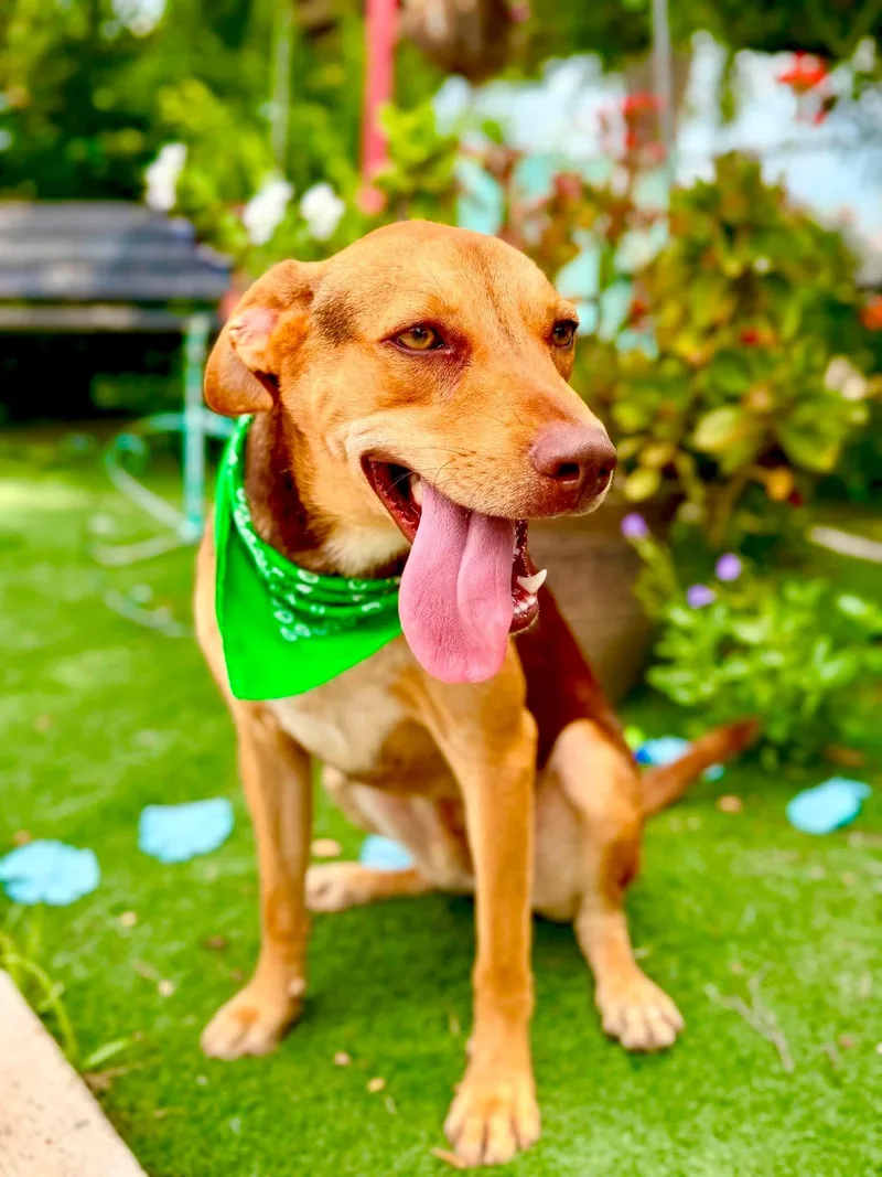 A young medium-sized male Red / Chestnut / Orange Australian Kelpie dog named Georgey for adoption in Gregory, TX
