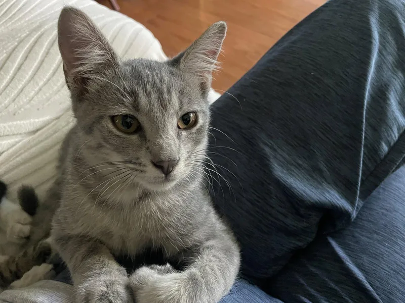 A baby medium-sized male Tabby cat named Yordan for adoption in MONTGOMERY, TX