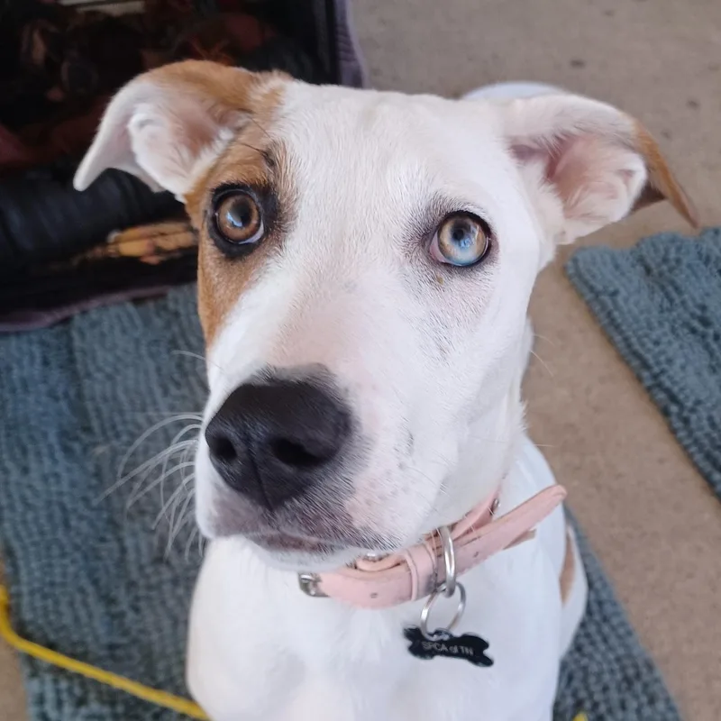 A young medium-sized female Apricot / Beige Hound dog named Ivy for adoption in Brentwood, TN