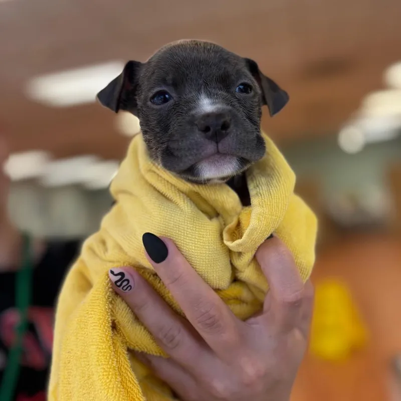 A baby small-sized female Black Mixed Breed dog named Autumn for adoption in Springboro, OH