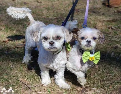 A senior small-sized male Shih Tzu dog named Gizmo for adoption in Lowell, MA