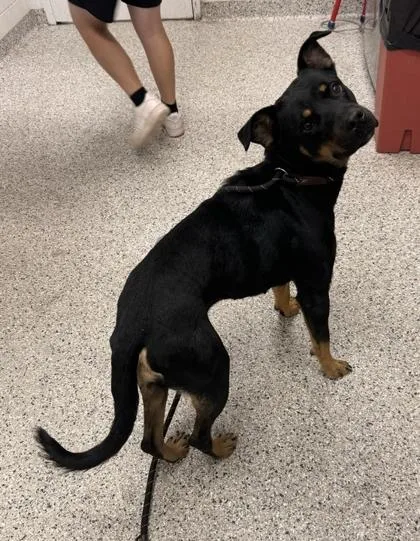 An adult large-sized female Black Mixed Breed dog named Lotus for adoption in Kansas City, MO