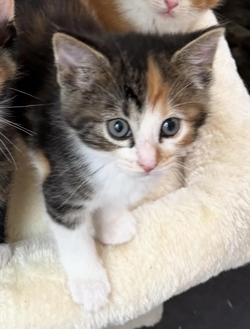 A baby large-sized female Calico Domestic Short Hair cat named Dilly for adoption in Homewood, IL