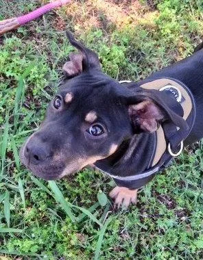A baby large-sized female Rottweiler dog named Duckie for adoption in Mountain View, AR