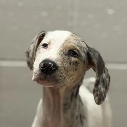 A baby medium-sized female White / Cream Catahoula Leopard Dog dog named Tac for adoption in Sacramento, CA