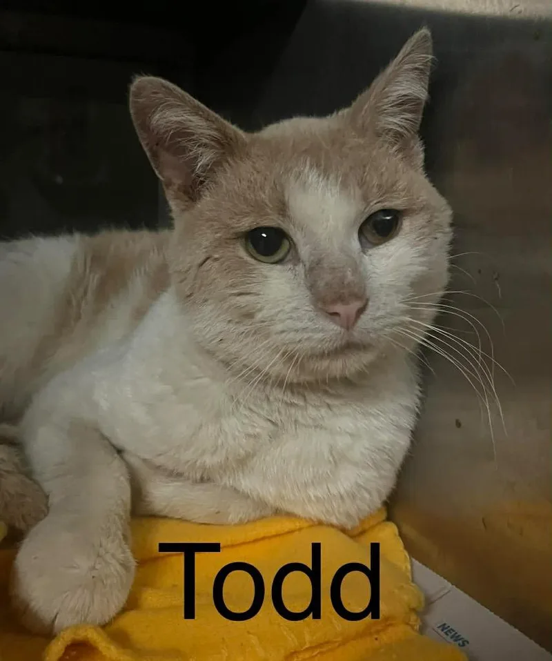 Todd