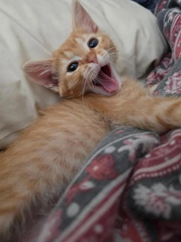 A baby small-sized female Domestic Short Hair cat named Kosher for adoption in El Cajon, CA