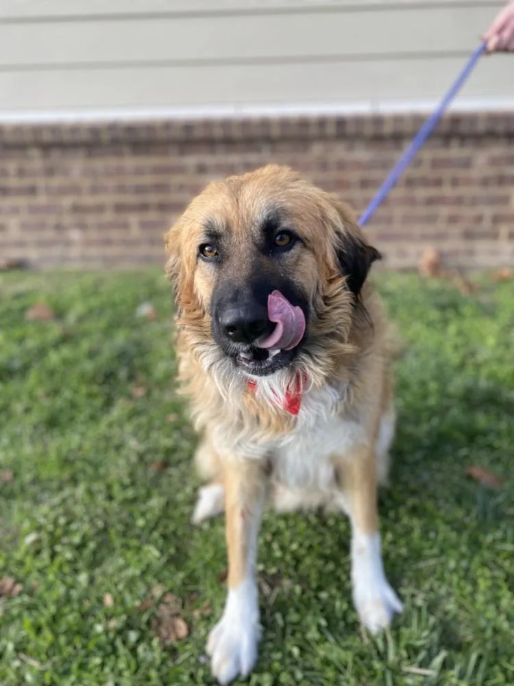 An adult large-sized male Tricolor (Brown, Black, & White) Anatolian Shepherd dog named Wookie for adoption in Dickson, TN