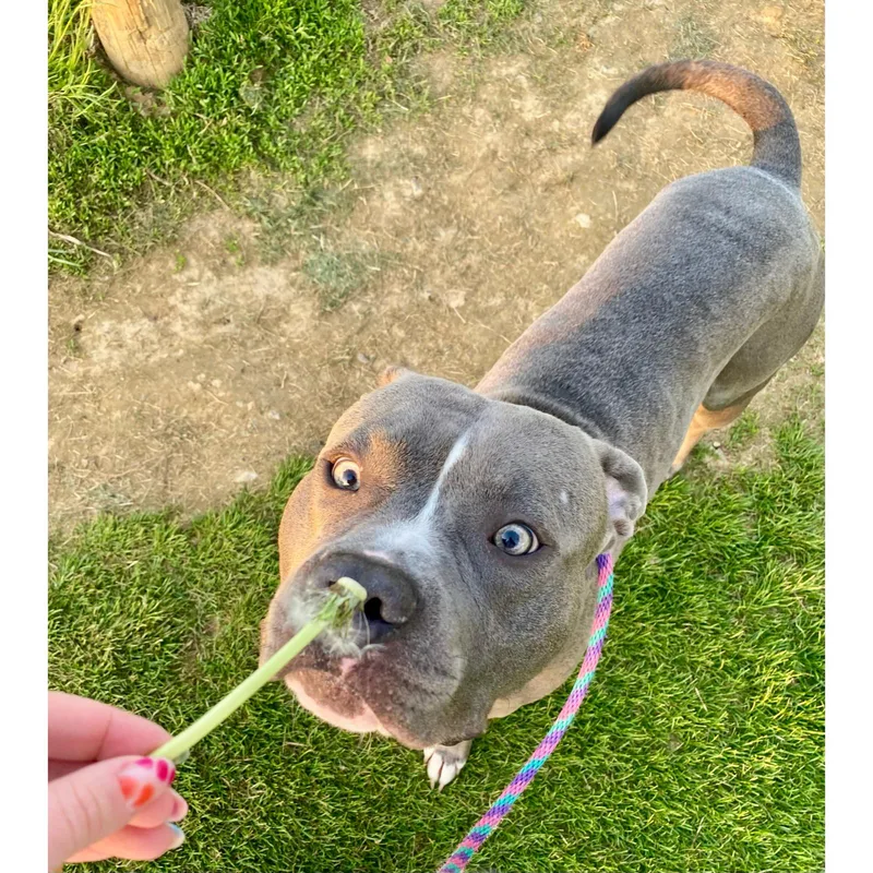 An adult large-sized male Gray / Blue / Silver American Bully dog named Gomer for adoption in Mechanicsburg, PA