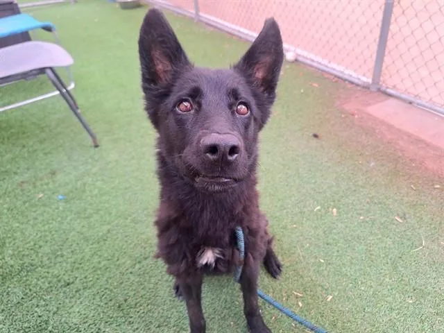 A young large-sized male German Shepherd Dog dog named Gimli for adoption in Phoenix, AZ
