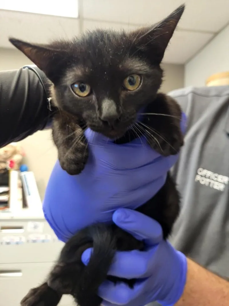 An adult small-sized male Domestic Short Hair cat named A for adoption in Burbank, CA