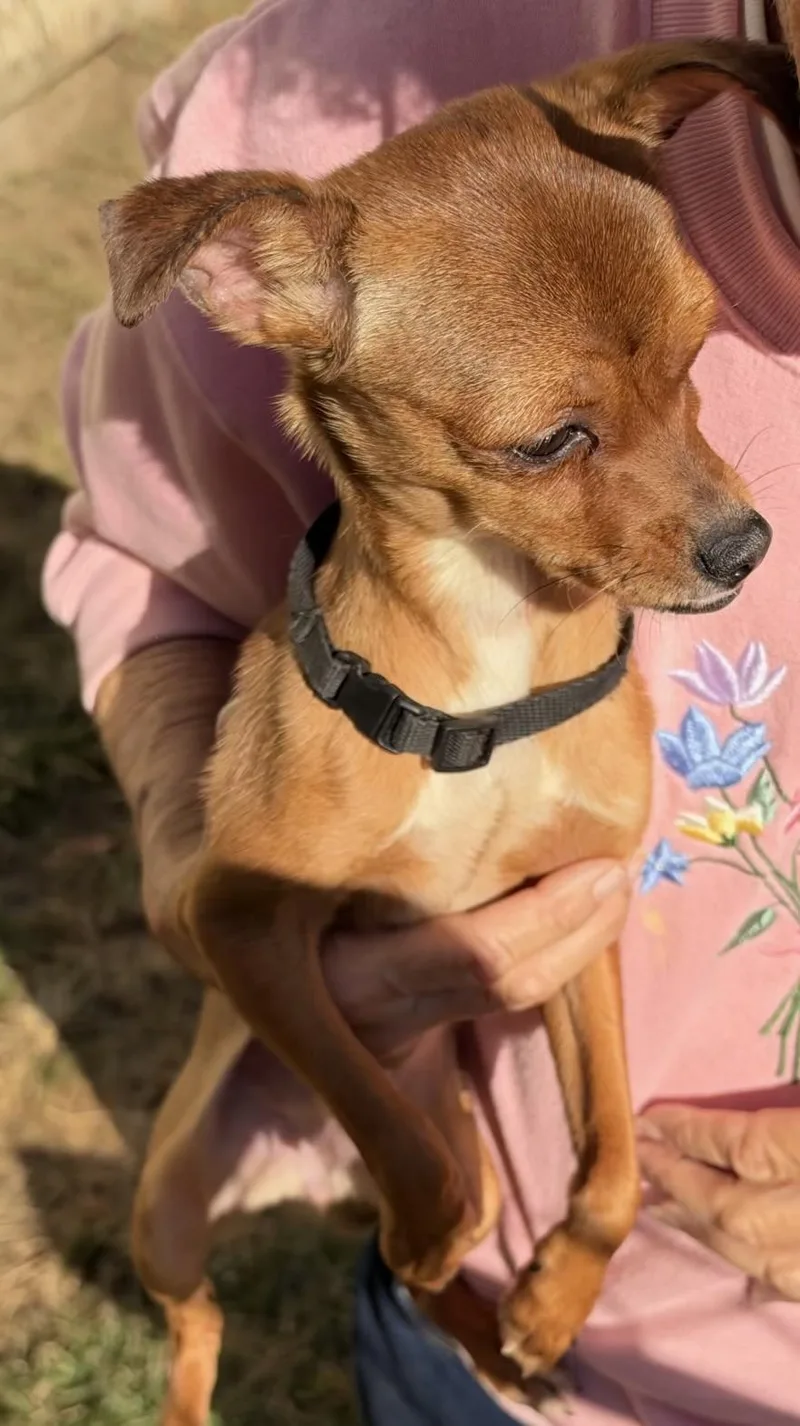 A young small-sized female Sable Chihuahua dog named Patience for adoption in East Brunswick, NJ