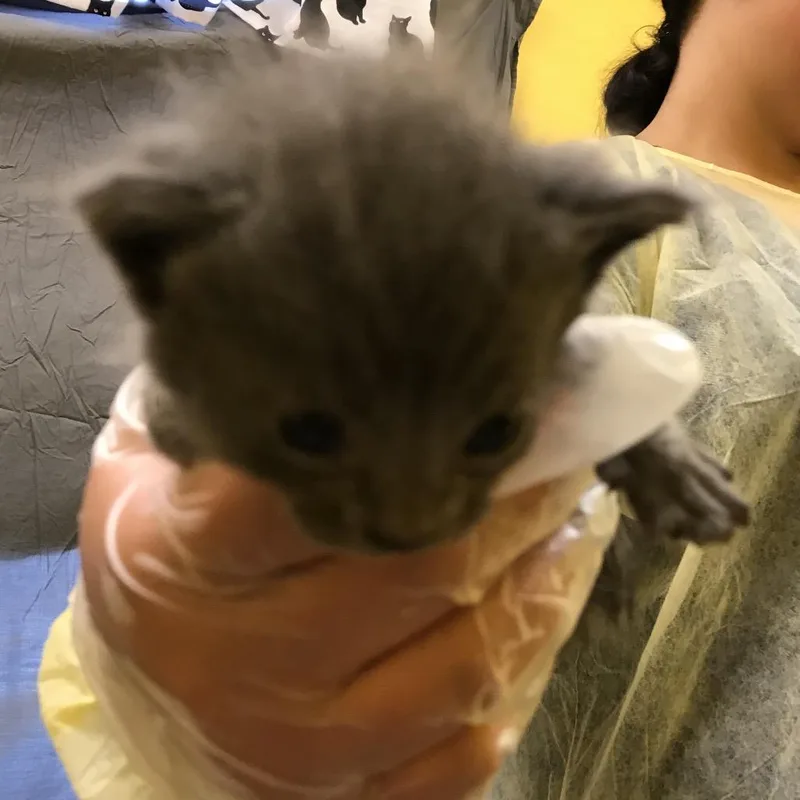 A baby small-sized male Gray / Blue / Silver Domestic Short Hair cat named Elias for adoption in Newark, NJ