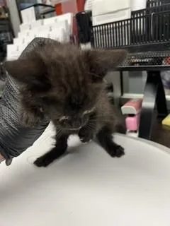 A baby small-sized female Domestic Short Hair cat named Madison for adoption in Stockton, CA