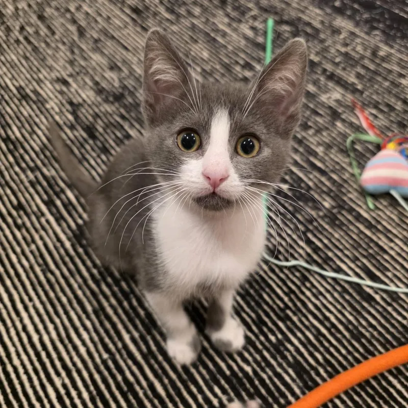 A baby small-sized female Gray / Blue / Silver Domestic Short Hair cat named Bubble for adoption in Oakland, CA