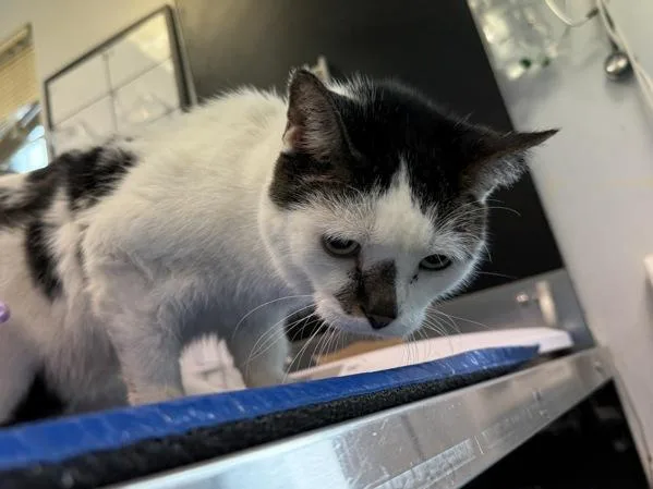 A senior medium-sized male Domestic Short Hair cat named Epiphany for adoption in New York, NY