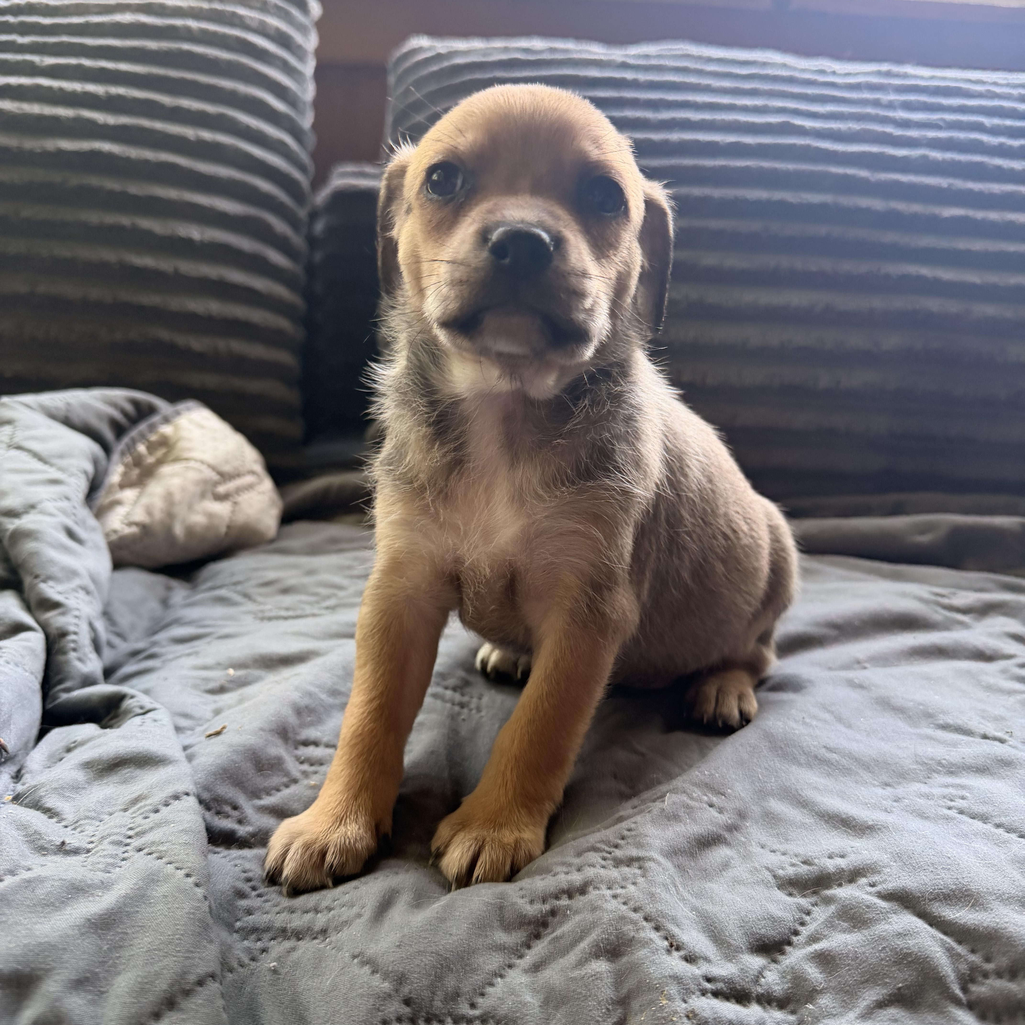 A baby small-sized male Chihuahua dog named Rebel for adoption in Carmel, NY