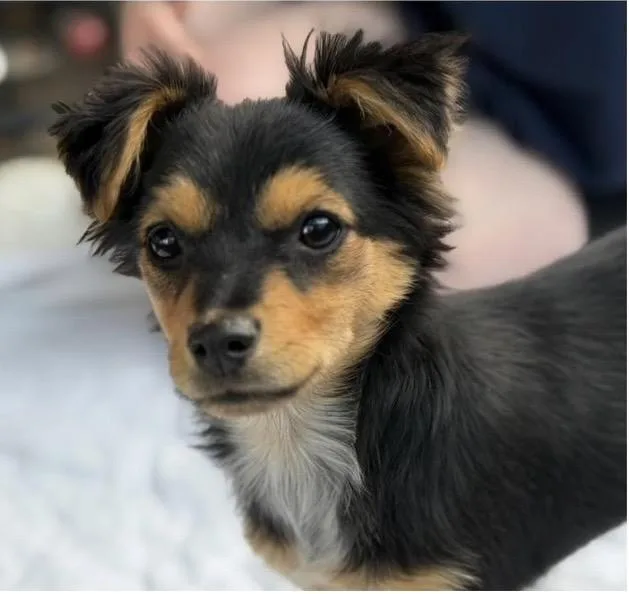A baby small-sized male Black Mixed Breed dog named Rocky for adoption in Santa Rosa, CA
