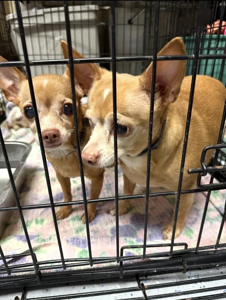 An adult small-sized female Chihuahua dog named Maggie & Maci for adoption in Franklin, PA